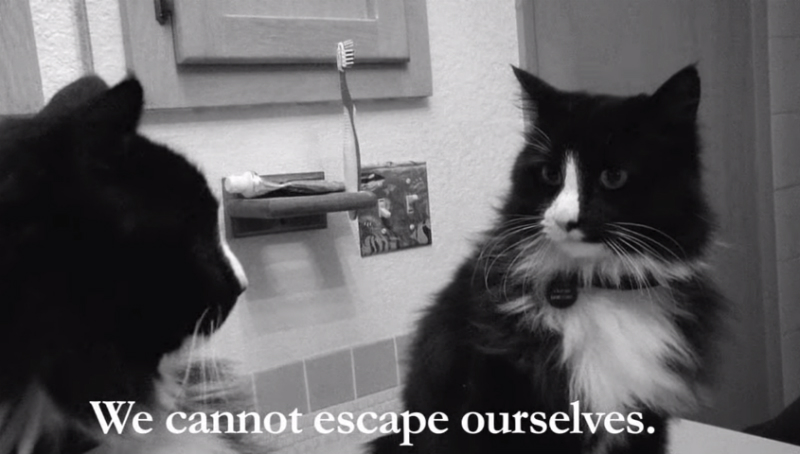 Illustration for article titled Why Cats Rule the Internet Instead of Dogs